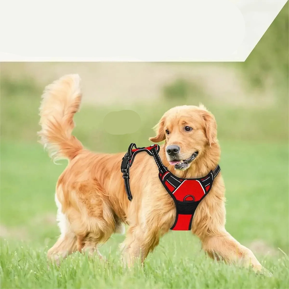 Hundegeschirr Große Weste mit Leine