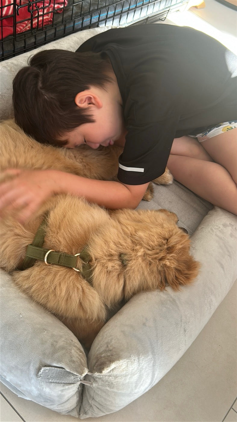 Unser Sohn Lucas mit Taffi, unserem Golden Retriever