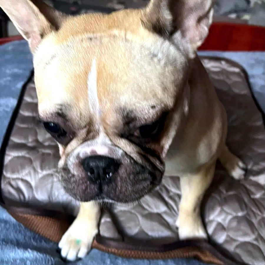 Französische Bulldogge auf der Eisseide-Kühlmatte
