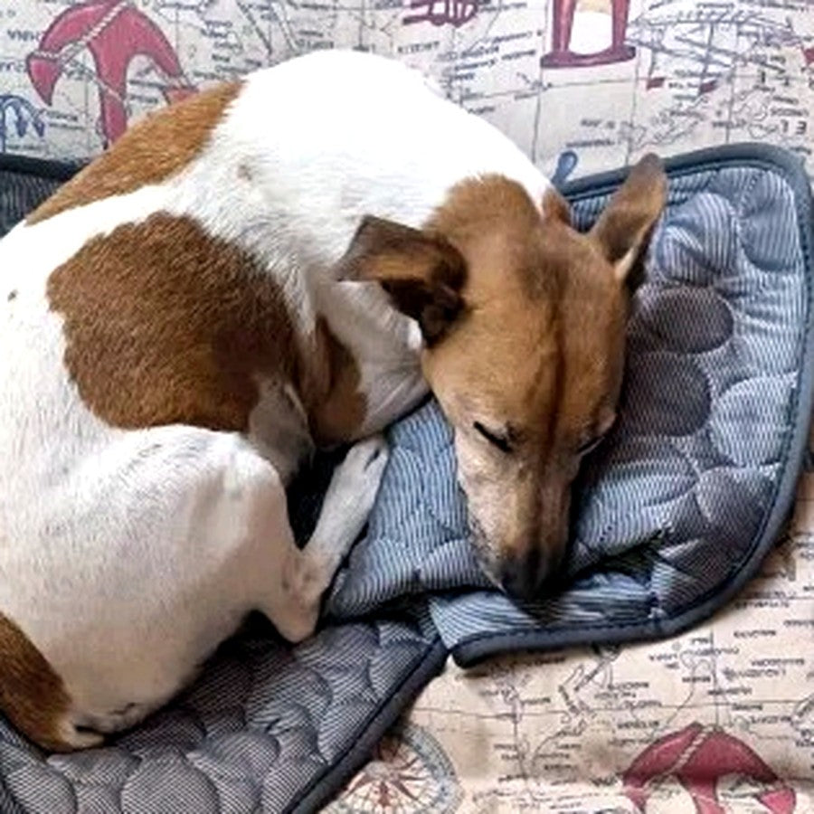 Hund schläft auf der Eisseide-Kühlmatte