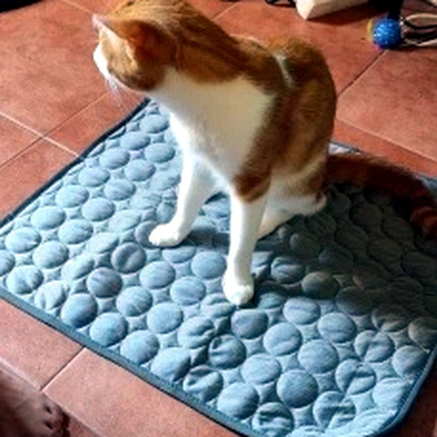 Katze auf der Eisseide-Kühlmatte