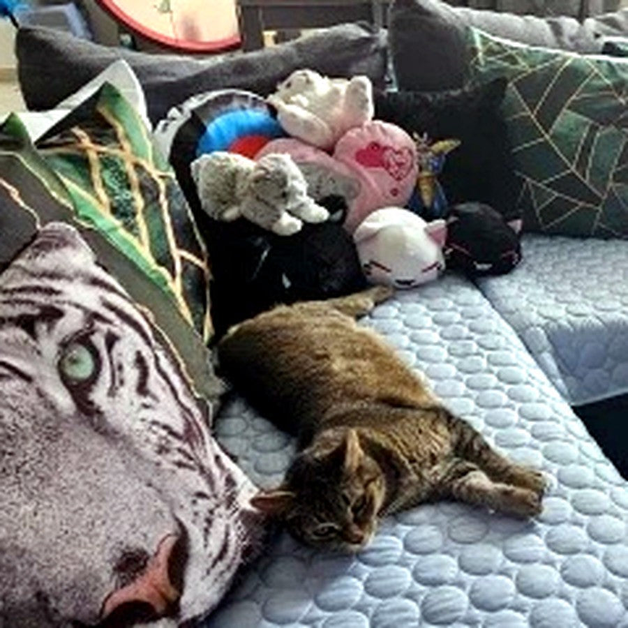 Katze entspannt auf der Eisseide-Kühlmatte