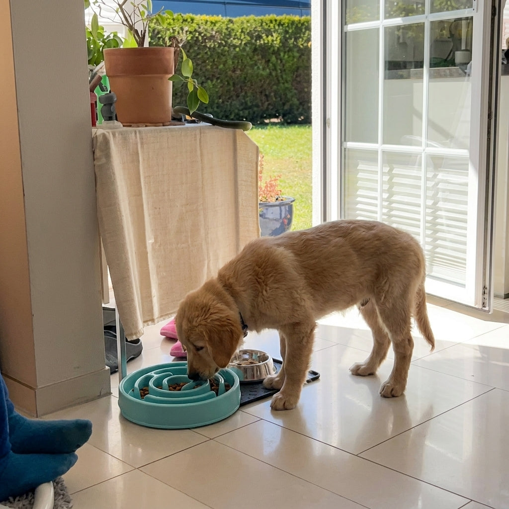 Golden Retriever frisst ruhig aus dem Anti-Schling-Napf